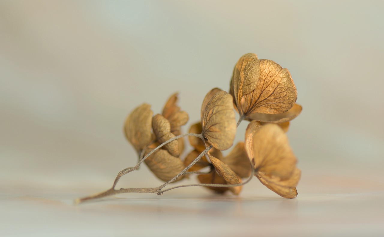 branche avec des feuilles